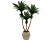 Large Potted Palm Trees