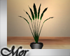 -Mor- Seven Leaf Plant