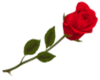 Romantic Rose sticker