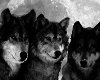 Wolves Picture