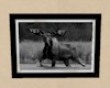 (LA) Picture - Moose