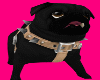 Black Scooter the Pug