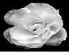 Imperfection Rose