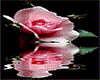 animated roses
