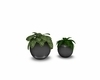 Round potted plants