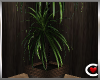 Xanadu Palm Plant
