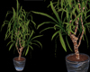 Dracaena yucca plant