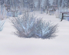 Winter Bush