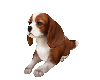 Dog Spaniel Resting