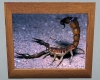 A Brown Scorpion