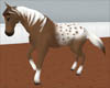 ~BlanketAppyRiding horse