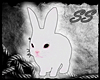 [SS] Head Rabbit (M)