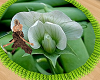 Green Pea Blossom Rug