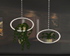 :3 Hangin Pot Plants