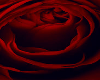 dark rose spin Sign