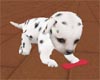 *Dalmation pup w/toy