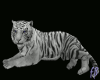 ƒß Tiger Coaxing