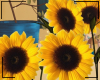 !L! Sunflowers
