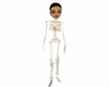skeleton body m/f