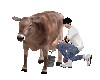 milk cow M