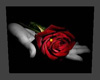 KK's rose in hand pic