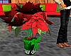 Christmas Poinsettia 