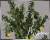 M. Lemon Potted Tree