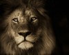 Lions Den