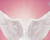 Pink angel wings bg