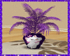 Marie Kitty Purple Plant
