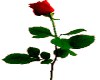 single stem red rose