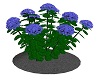 MY Blue Hydrangea