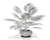 Silver palm