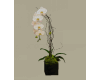 Orquídea/orchid