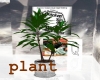quirky q plant