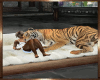 Z~Tiger Cuddle