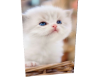 Cat 10