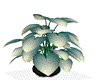 Potted Plant