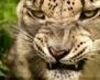 Mean Tiger