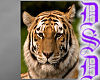 Frameless Tiger Pic V2