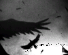 Crow Flying Effect