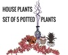 Plants set of 5- elegant