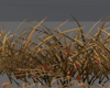 Autumn Grass Border