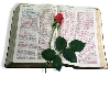 Bible & Rose