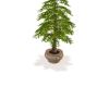 Indoor Tree