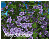 Rose Bush Purple Blue