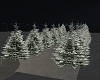 Christmas Trees winter