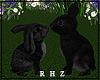 !R Rabbits Love e