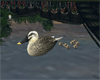 Mother /Baby Ducks