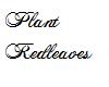 Plant Redleaves